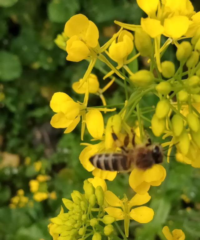  一年的老蜂王为什么巢脾底下全产雄蜂卵？