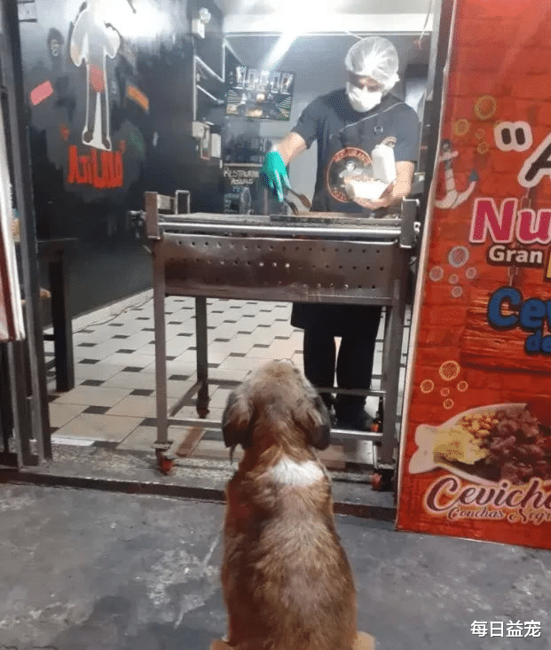 流浪狗 烤肉店老板给流浪狗做了顿饭，竟在狗圈出名了，神奇般扭亏为盈