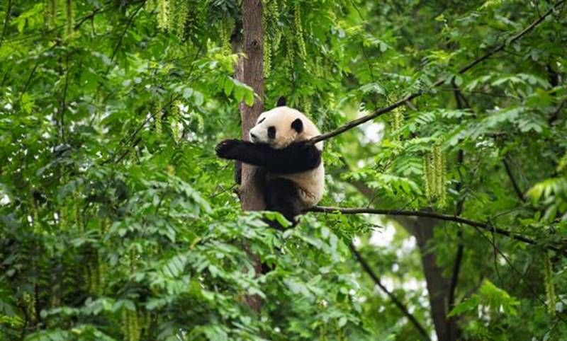 狮子、老虎为什么不敢攻击大熊猫,大熊猫:也不打听我祖先是谁?