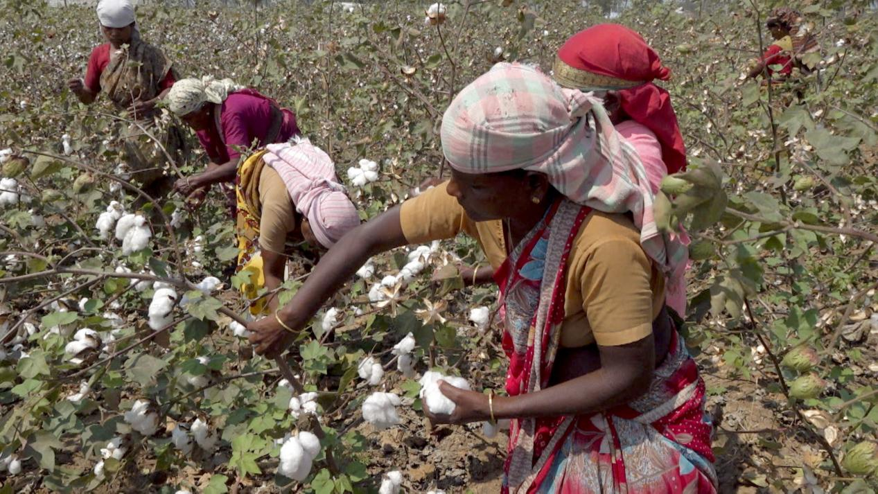 劇情反轉！印度疫情讓新疆棉花因禍得福，西方媒體這下集體失聲-圖3