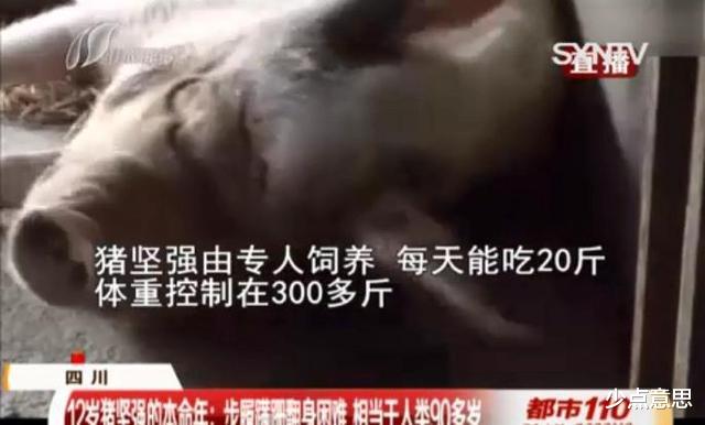 少点意思 樊建川谈“猪坚强”，已进入弥留之际，希望大家不要再来打扰它了