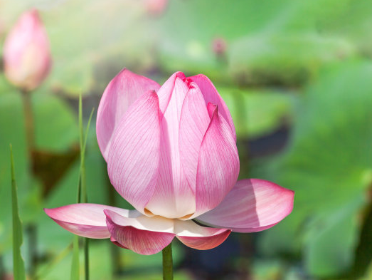 星临天下|进入9月上旬，鸿运缠身，4属相吉星傍身，突破困境，富贵有余