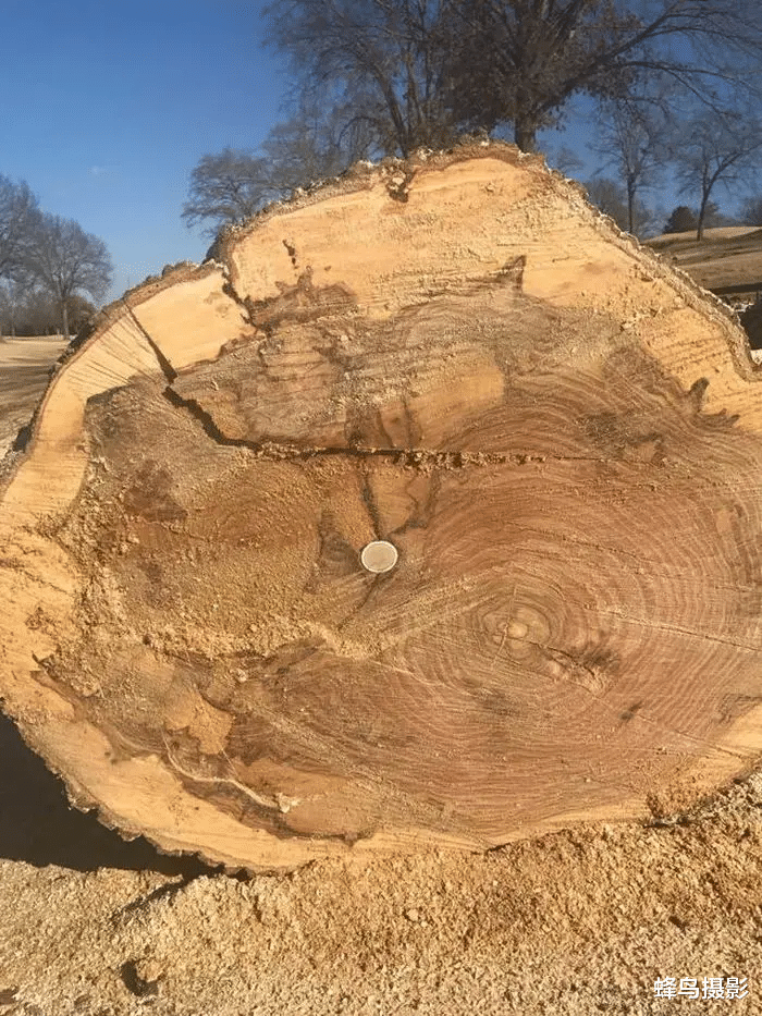  22张罕见的照片，鳄鱼居然同类相残，老鹰成乌鸦的顺风车