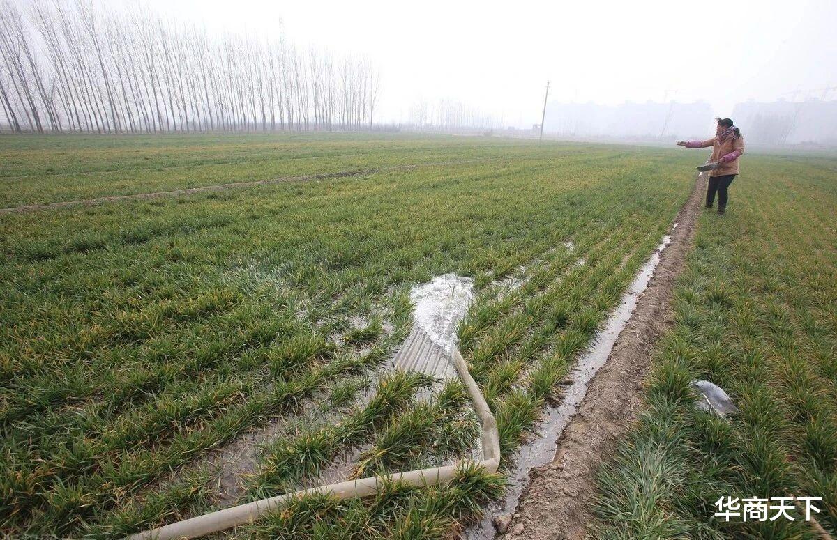 华商天下 麦子倒了，少收了三五斗！所幸一斤小麦买不了一瓶水，亏不了多少