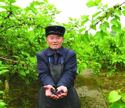 南充新闻网 南充市民，这里的桑葚熟了