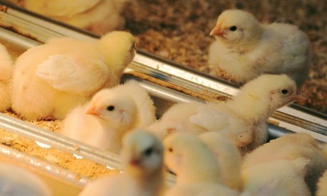 菠萝星球娱乐 大肉毛鸡没有持久力败下阵来，土鸡突破口在哪里？