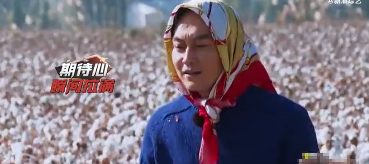 张智霖|50岁的张智霖下田采棉花！身上挎塑料袋接地气，调侃老婆嗓门大