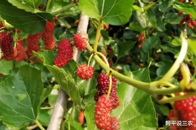 断肠草 以下3种农村野果有“剧毒”，过去村民还拿它当水果吃，慎重！