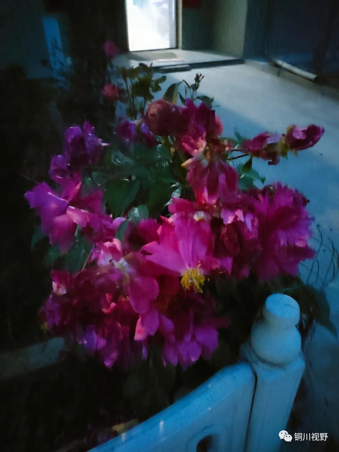 铜川周春辉 花花草草自己种，五月欣赏正当时