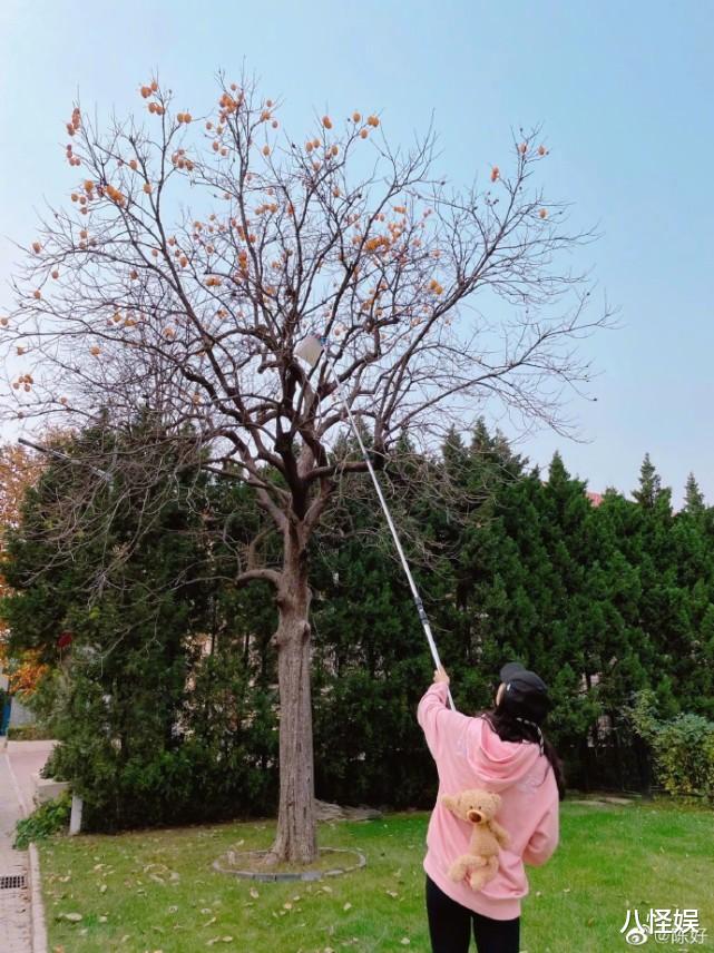 赵丽蓉|“万人迷”陈好秀摘柿子技能，手法娴熟接地气，41岁身材依旧少女