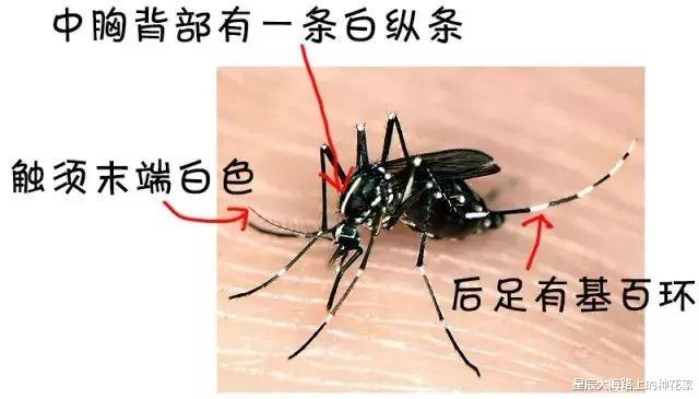蚊子 “全民公敌”的花蚊子，到底是从哪来的？怎样才能消灭它?