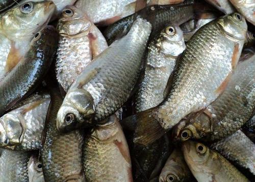 |[四季钓鱼技巧] 春夏秋冬，每季钓鱼，敲黑板要注意事项