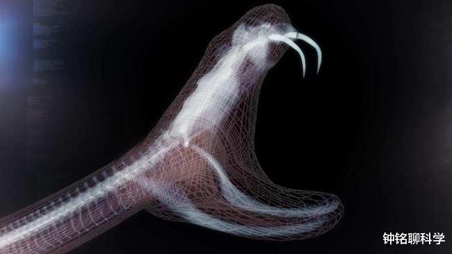 警察 蛇真的懂得报恩吗？经常放生蛇能带来福报吗？