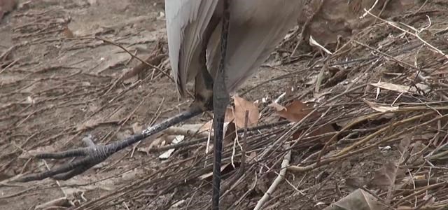 大爷|受伤白鹭遇好心钓鱼大爷，每天都来他身边讨鱼吃，最后吃胖了