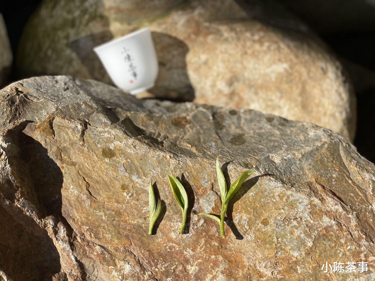 茶具|冲泡白茶的3大误区，茶具、泡茶水、泡茶方式，一次性说清楚