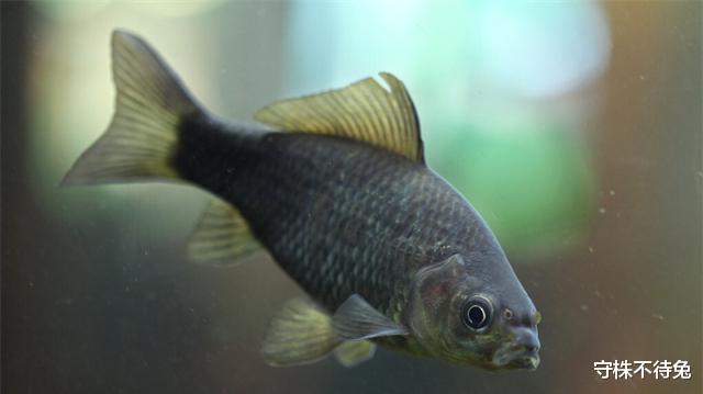  可用之处不多，但却使人渊博的23个有趣冷知识