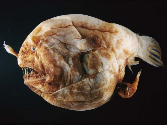 鮟鱇鱼 世界上最懒最渣的鱼！吃软饭啃伴侣，哪种动物能和雄性鮟鱇鱼比？