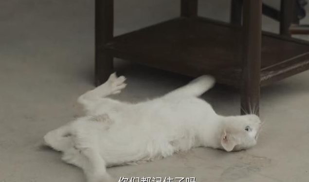 蔡徐坤|《当家主母》毒死猫惹争议？网友质疑假戏真做，于正评论区被沦陷