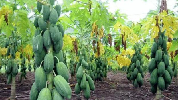 木瓜|唯一批准上市的转基因水果,已售卖多年,大多数人都吃过