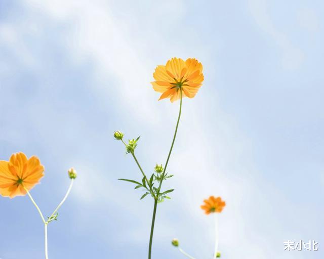 末小北|半生已过,学会沉默