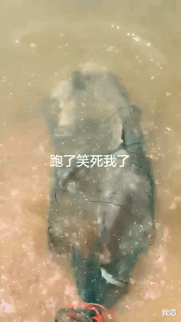 老虎 江苏一男子钓获“水老虎”,放鱼护却跑了,网友:估计半年睡不好