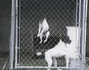 铭洋说育儿|神回复：我姓秦，出生那天刚好是爷爷60大寿，所以我叫？