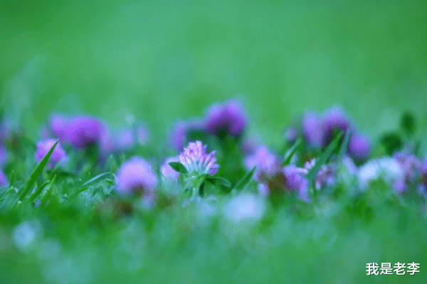 我是老李 有事业心，敢于挑战的生肖，10月28日后，财运旺盛，事业蒸蒸日上