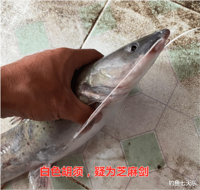 |广东钓鱼人钓获大量“斑点鱼”，能吃不？网友：坐牢鱼！快放了