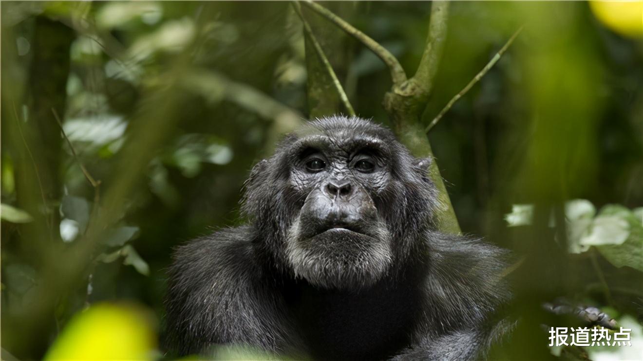 黑猩猩 与黑猩猩恋爱有未来吗？人猩结合能否有后代？科学家早已做过实验