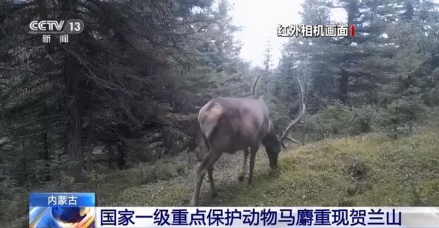 北京日报客户端 国家一级重点保护动物马麝，重现贺兰山