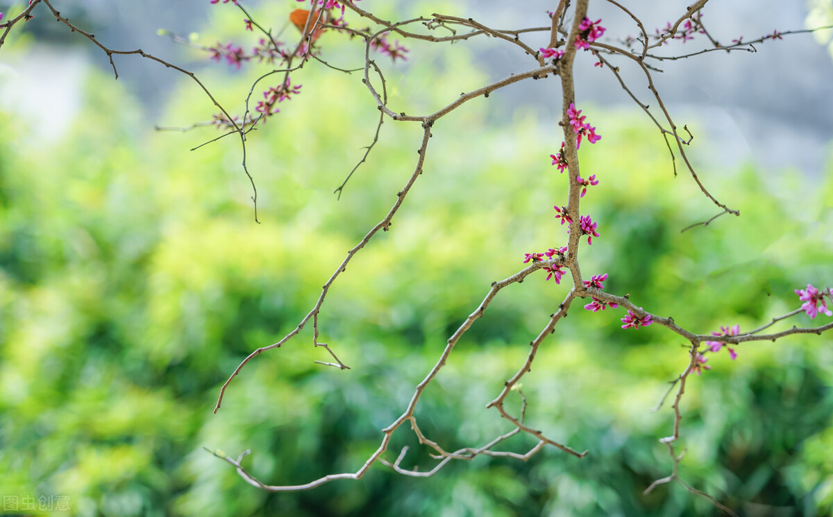 微雨落花,春盛花浓,时光流转处,且看风轻云淡
