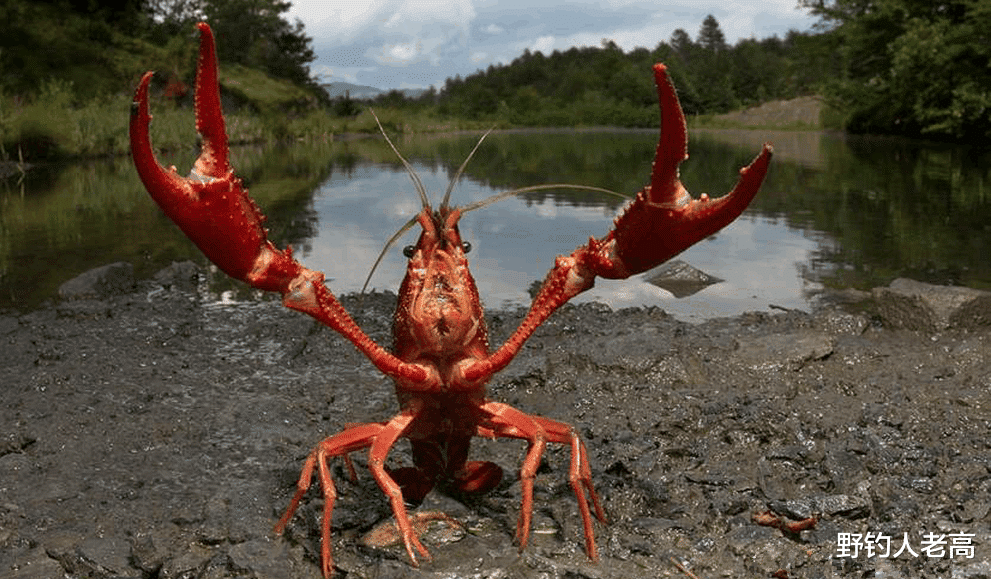 野钓人老高 鼓励投毒、猎杀，备受追捧的小龙虾，为何在云南“人人喊打”？