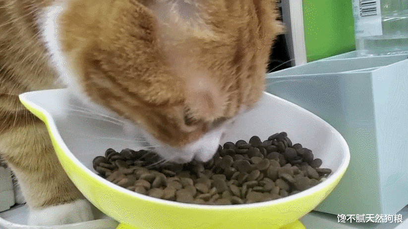 孙楠|猫咪太胖了会怎么样？