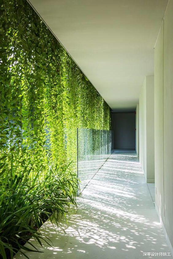 |不花钱买遮阳窗帘,靠绿植做窗前遮阳,室内外分分钟成了天然氧吧