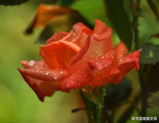 昕月蓝殇美文苑|真正爱过你，一辈子牵挂你