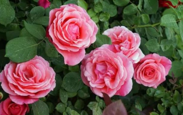 判达说事 15天后，别来无恙，你在心上，痴心等待，与旧爱相约到白头