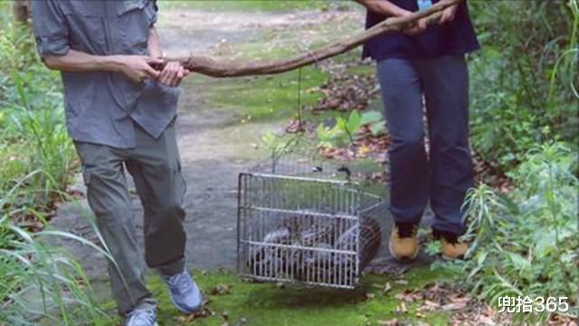 深圳市 怪异！巨型大蛇闯进深圳一山庄，多部门同时赶往现场，怎样处理？