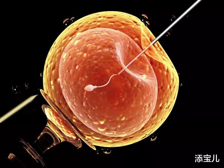 添宝儿|卵巢和子宫对试管婴儿的影响
