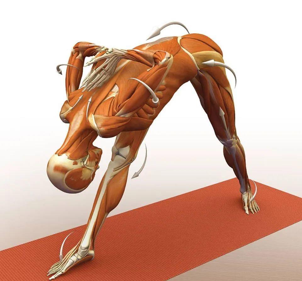 运动|练瑜伽，这些解剖常识你要知道（附28个常见体式解剖图）