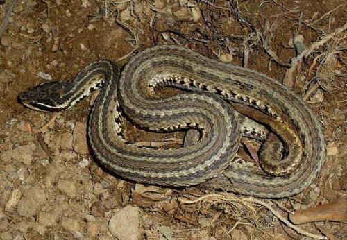 毒蛇 农村比较常见的土公蛇和眼镜蛇相比，哪个毒性更大？