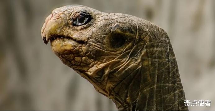 象龟 全球变暖让动物“变态”？非洲食草象龟捕杀鸟类，有史以来第一次