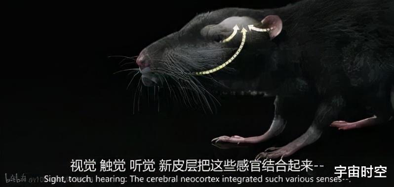 硬核科普:为什么只有人类进化出高度发达的大脑?