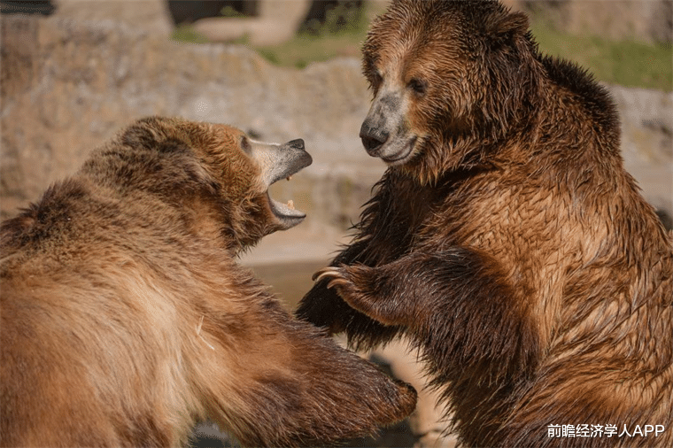 强子 动物模仿人类打架？笑过之后的一点思考