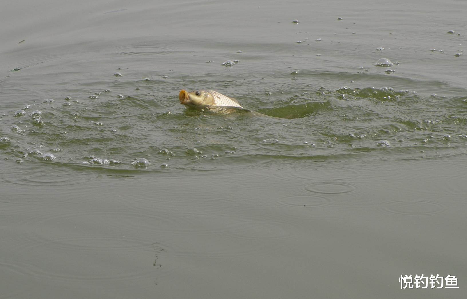 |你钓鱼时总是断线，到底是技术、装备有问题，还是鱼的问题？