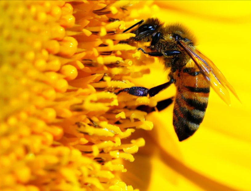 6个超简单小技巧让你拍出不一样的花花
