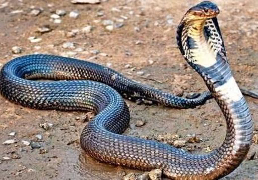 眼镜王蛇 眼镜王蛇为何能成蛇中之王？毒性不是超强，但绝技堪称毒蛇霸主！