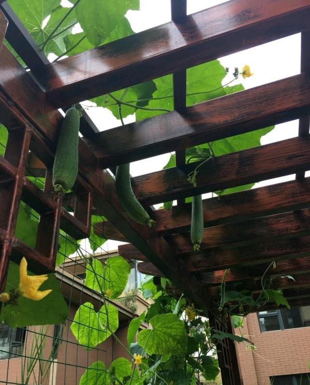 花两年时间装修好小别墅,占地600平花了200多万,院子我很喜欢