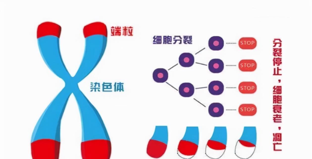 微生物|吸氧90天，年轻25岁？以色列科学家：不是一般的氧气