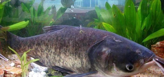 饵料|湖北一男子户外野钓，偶遇巨型“鱼王”漂浮水面，网友：可惜了