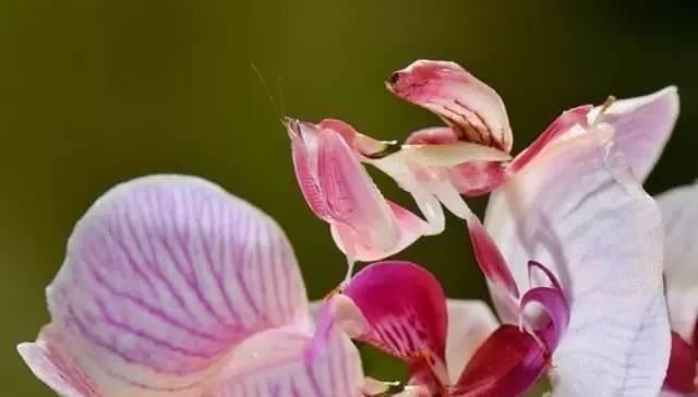 活的!海关截获非法入境物种壁虎、兰花螳螂 生物入侵危害有多大